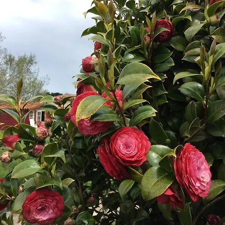 Coto Del Pomar Muros de Nalón